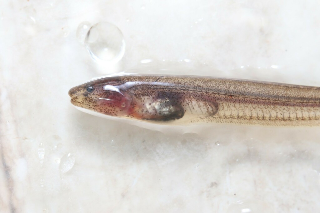 Microsternarchus