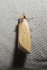 Pseudomarimatha flava