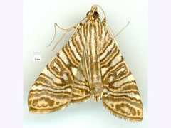 Glyphodes multilinealis