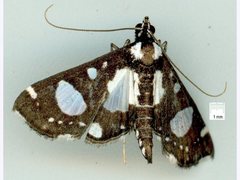 Glyphodes conjunctalis