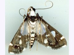 Glyphodes conjunctalis
