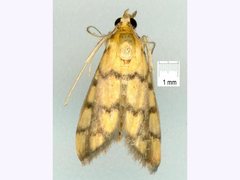 Glycythyma thymedes
