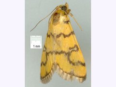 Glycythyma