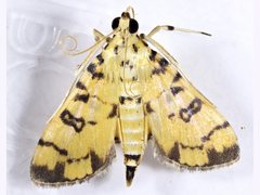 Glycythyma chrysorycta