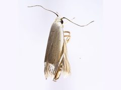Iulactis
