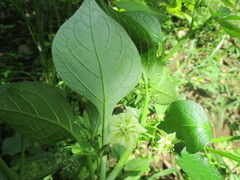 Jaltomata procumbens
