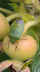 Chlorochroa uhleri