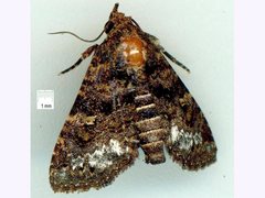 Targalla scelerata