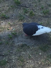 Columba livia domestica