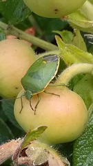Chlorochroa uhleri