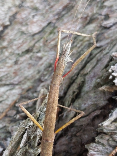 Indian Walking Stick photo 6