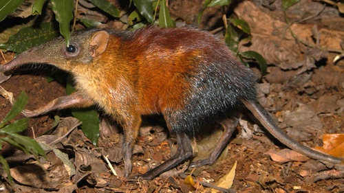 Gray-faced Sengi