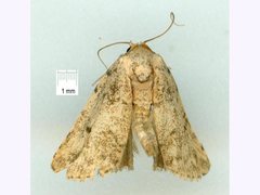 Tolpia conscitulana