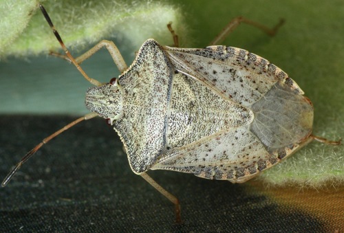 Euschistus inflatus photo 4