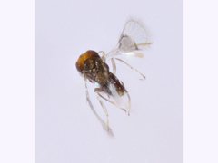 Trichogrammatidae