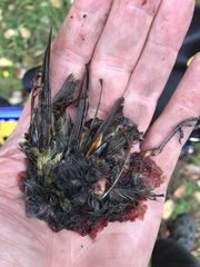 Empidonax difficilis