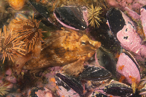 Horsefish (Congiopodus peruvianus) — Congiopodidae — 4