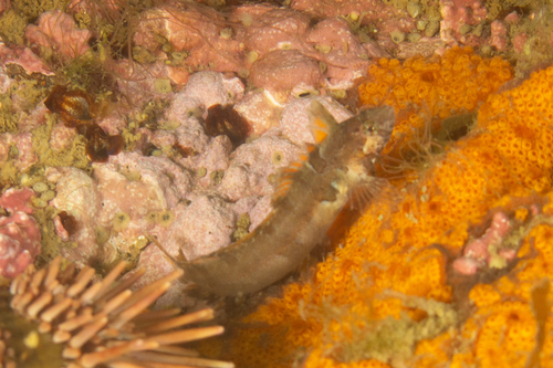 Eigenmann's weedfish (Ribeiroclinus eigenmanni) — Clinidae — 4