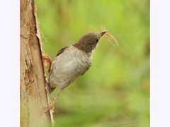 Ramsayornis modestus