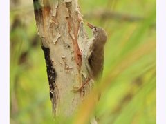 Ramsayornis modestus