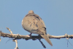 Zenaida macroura marginella