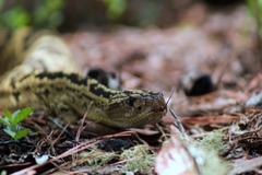 Crotalus totonacus