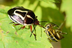 Perillus circumcinctus