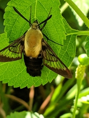 Hemaris diffinis