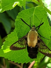 Hemaris diffinis