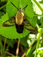 Hemaris diffinis