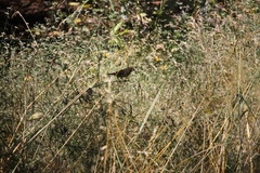 Haemorhous purpureus californicus