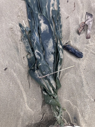 Flatlobe Codium (Codium platylobium)