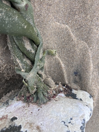 Image of Flatlobe Codium (Codium platylobium) by no rights reserved