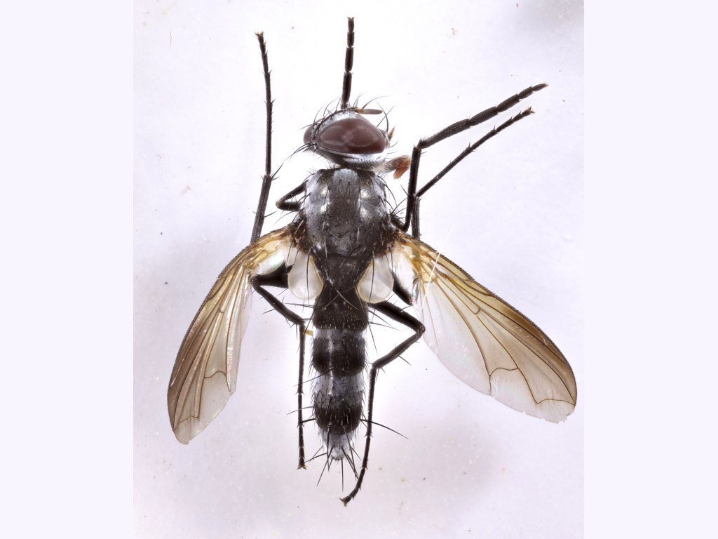 Sumpigaster