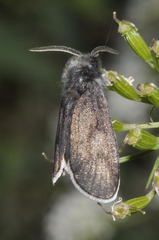 Typhonia ciliaris