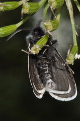 Typhonia ciliaris