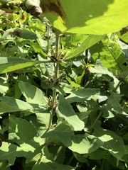Triosteum perfoliatum