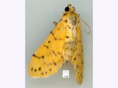 Conogethes punctiferalis