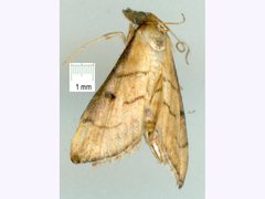 Cnaphalocrocis bilinealis