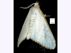 Cirrhochrista punctulata