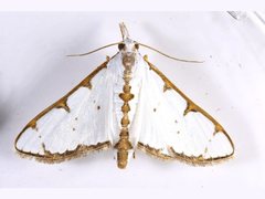Cirrhochrista aetherialis
