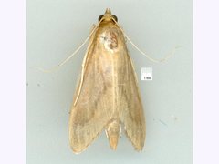 Circobotys occultilinea