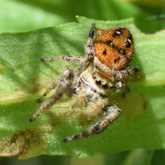 Phidippus clarus