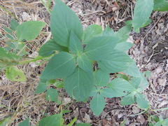 Dicliptera brachiata