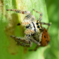 Phidippus clarus