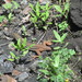 Aspidoscelis costatus barrancorum - Photo (c) Juan Diego Carrillo Contreras,  זכויות יוצרים חלקיות (CC BY-NC), הועלה על ידי Juan Diego Carrillo Contreras