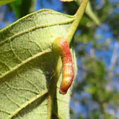 Craneiobia tuba