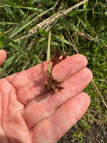 Fimbristylis dichotoma observed 2024-11-15