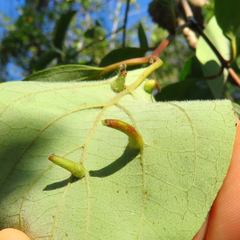 Craneiobia tuba