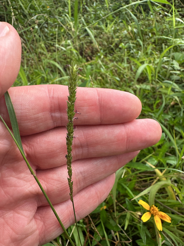 Sacciolepis indica observed 2024-11-15